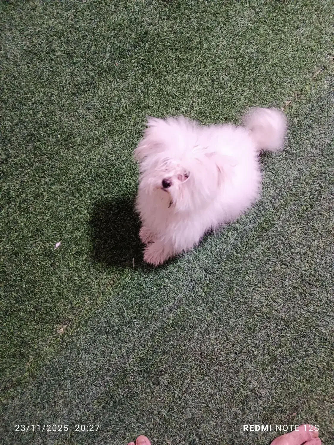 سگ پامر خرسی و پامر روباهی|سگ|فردوسیه, |دیوار