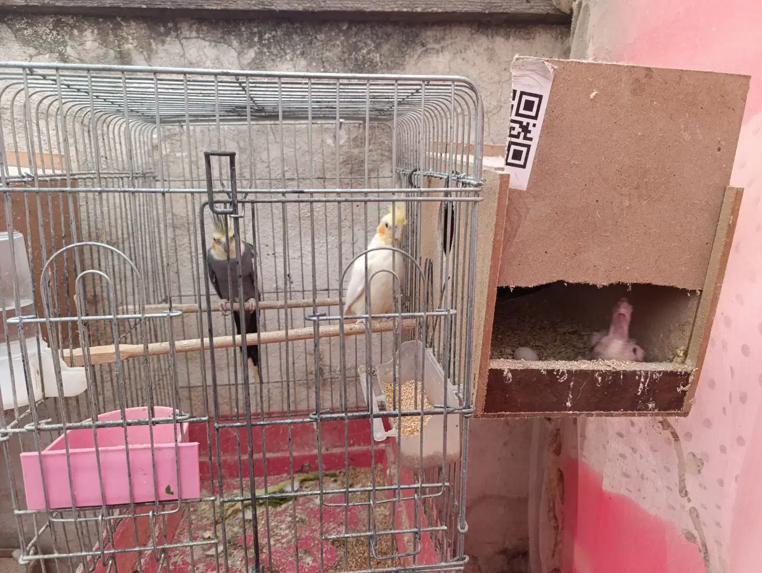 جفت مولد ب شرط|پرنده|علی‌آباد کتول, |دیوار