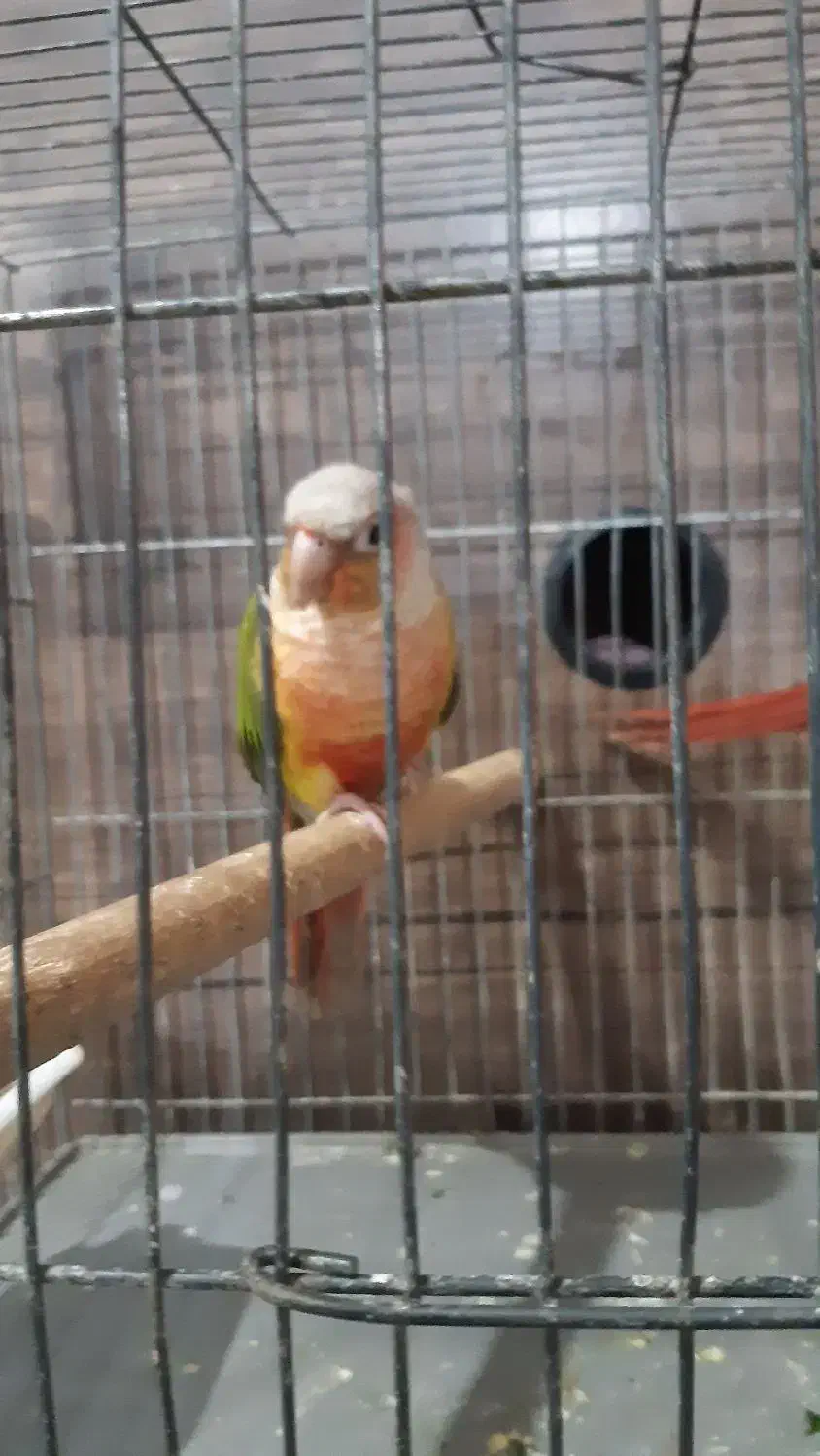 طوطی‌گرینچیک|پرنده|قدس, شهر‌قدس|دیوار