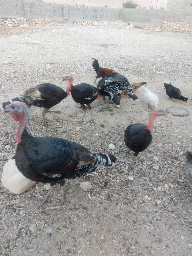 بوقلمون|حیوانات مزرعه|شنبه و طسوج, |دیوار