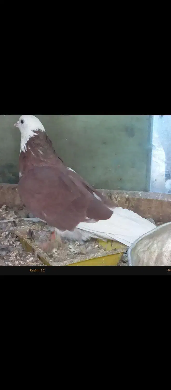 کبوتر|پرنده|اردکان, |دیوار