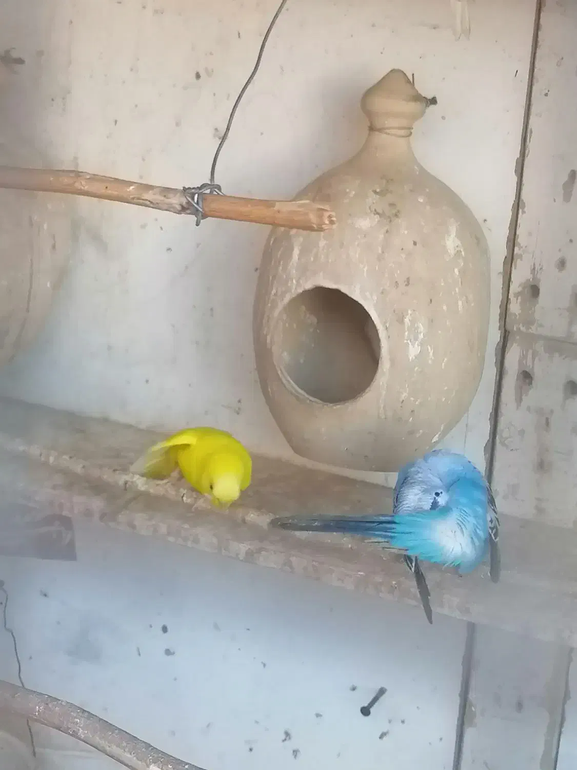 مرغ عشق فروشی|پرنده|چابهار, |دیوار