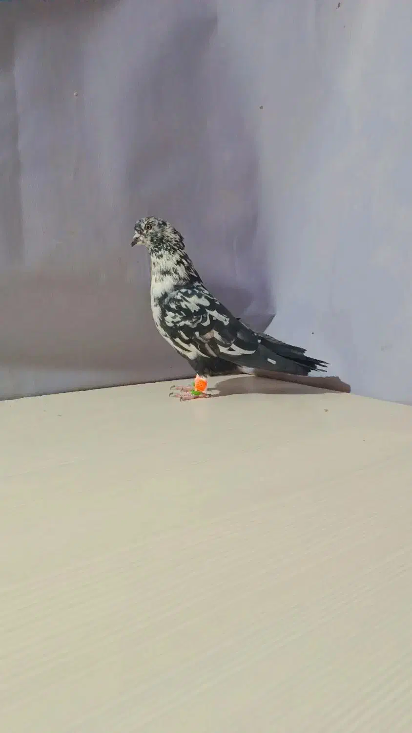 چندتا کبوتر پرشی خشگل کاشمر خلیل اباد|پرنده|خلیل آباد, |دیوار