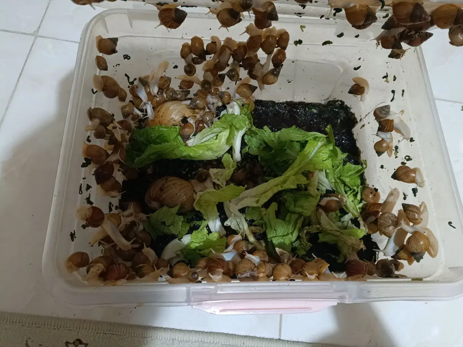 حلزون ۲الا۳ سانت  دونه ۱۰ بزرگ هم دونه ۶۰|خزنده|کرمانشاه, |دیوار