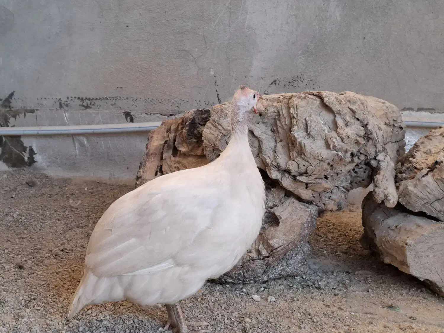 مرغ شاخدار|حیوانات مزرعه|مرودشت, بیست متری بیمارستان|دیوار