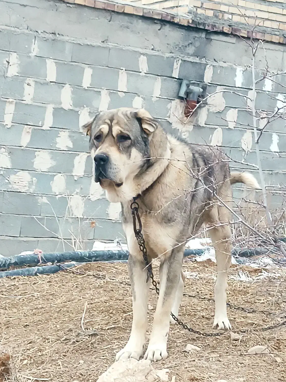 سگ پژدر|سگ|آشخانه, |دیوار