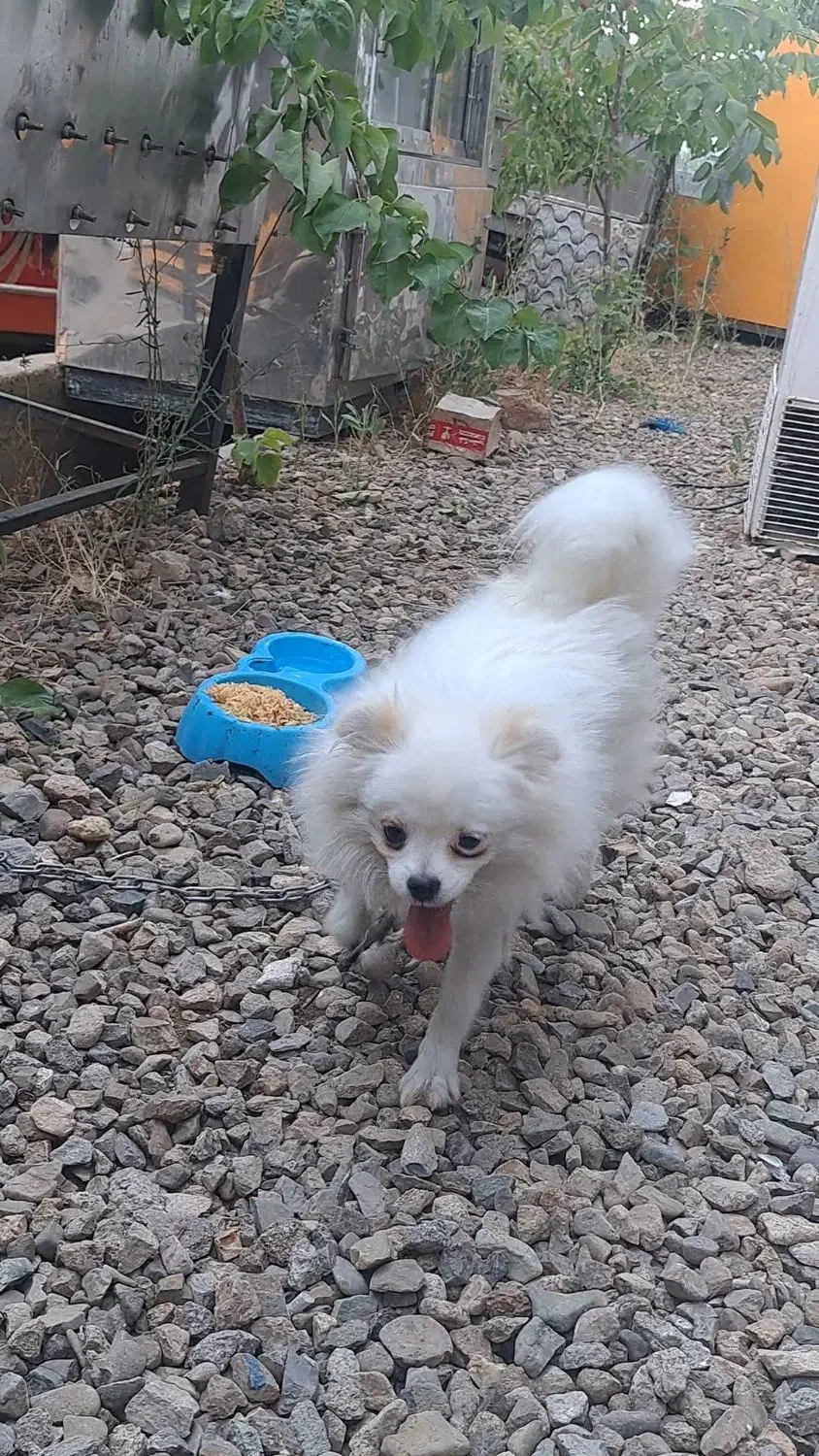 سگ پامر نر اصل|سگ|خرمدره, |دیوار