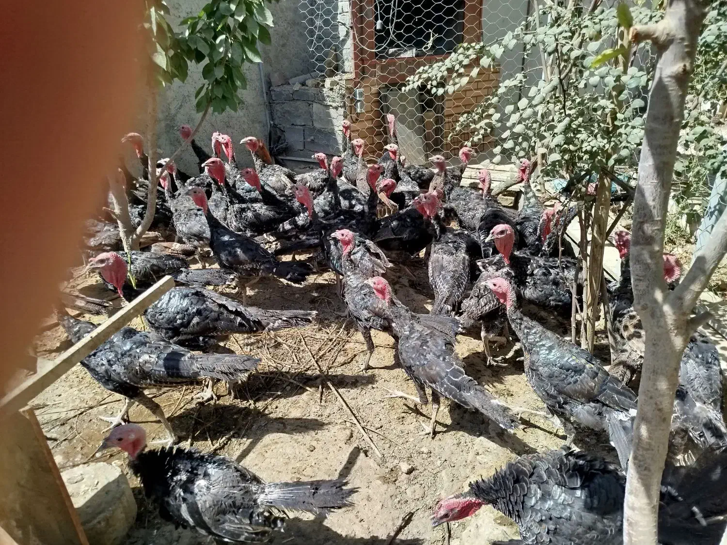 فروشی|حیوانات مزرعه|همدان, |دیوار