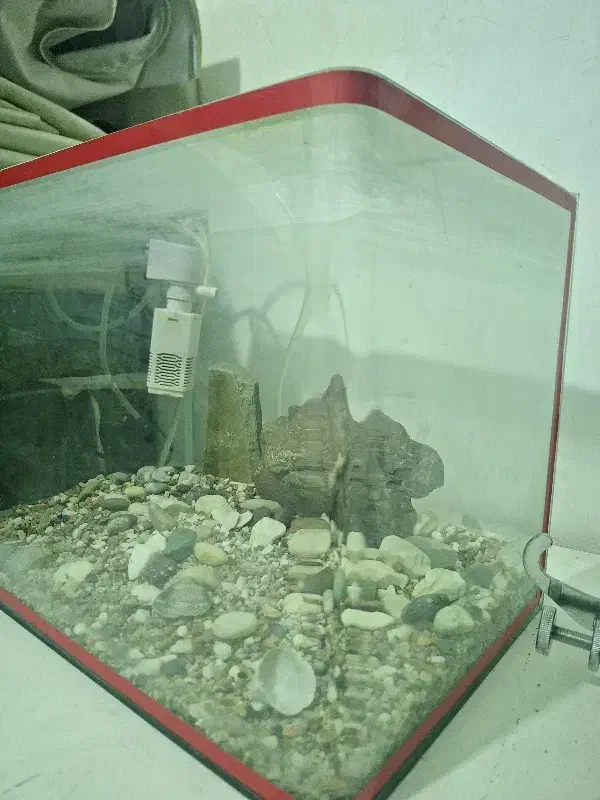 آکواریوم|ماهی|نسیم‌شهر, |دیوار