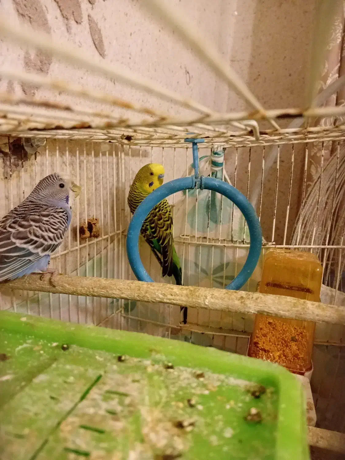 فروش جفت مرغ عشق مولد|پرنده|کرمان, |دیوار