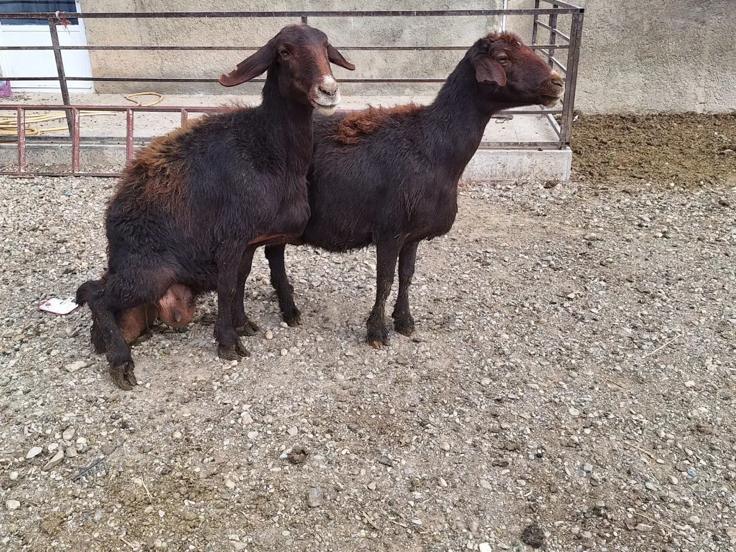 گوسفند ماده|حیوانات مزرعه|لالجین, |دیوار