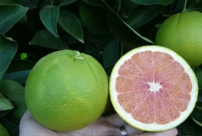 نهال پرتغال کارکارا|خدمات باغبانی و درختکاری|ساری, |دیوار