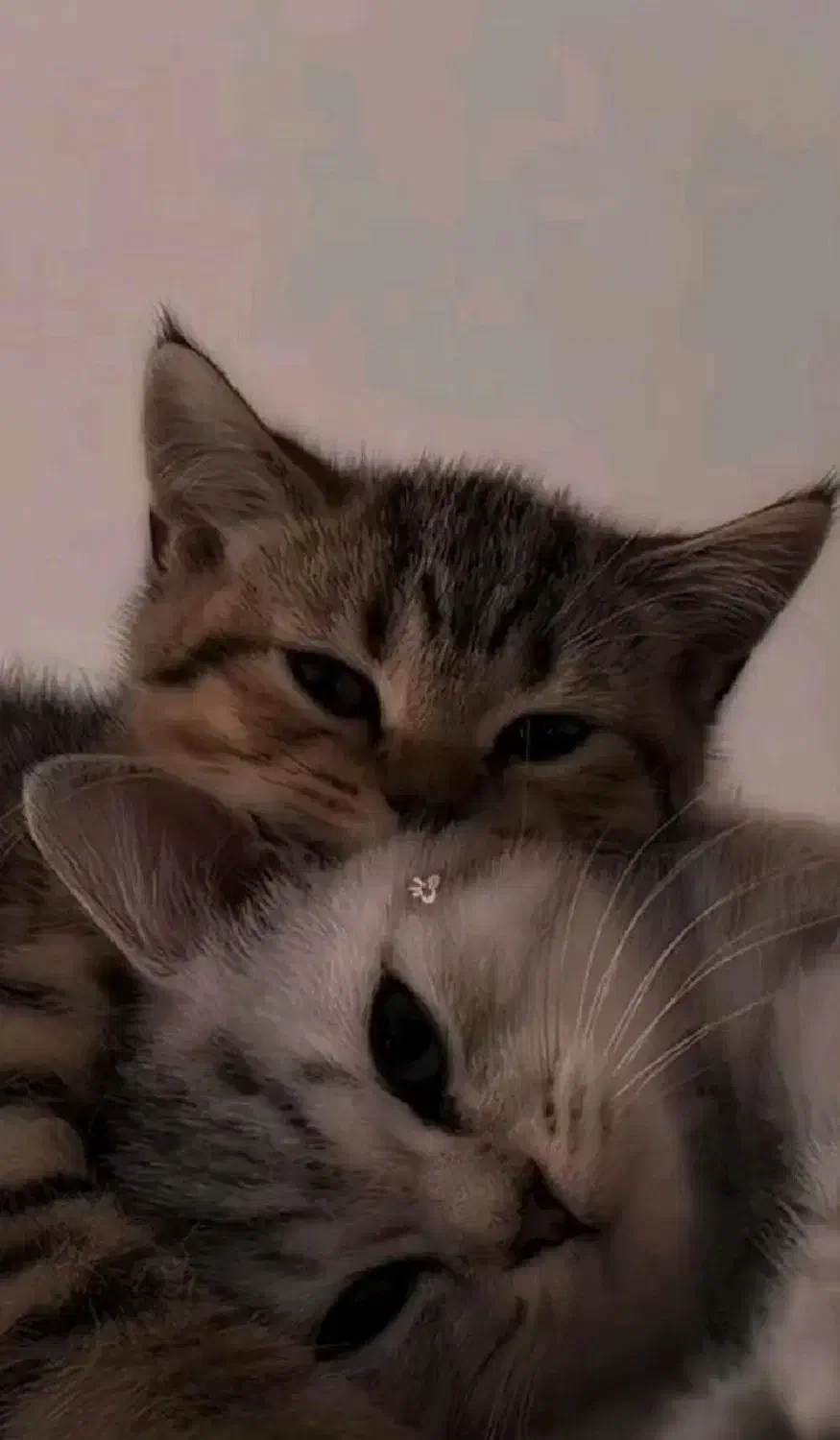 واگذاری سه تا بچه گربه ی خوشگل و ملوس|گربه|قدس, شهرقدس|دیوار