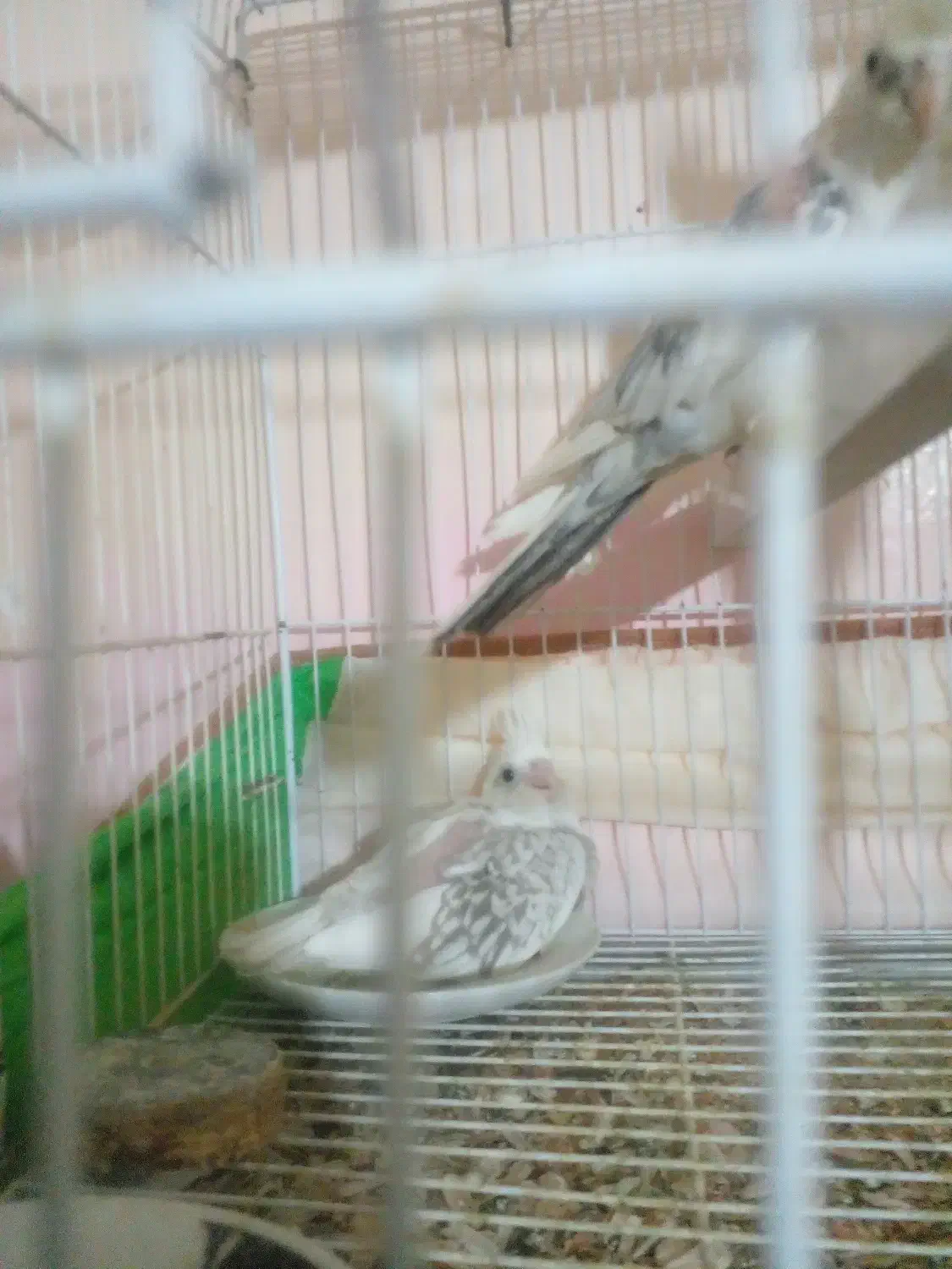 عروس هلندی البینودوکت مولد همراه جوجه|پرنده|زبرخان, |دیوار