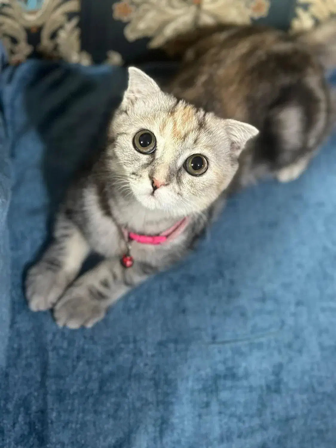 گربه ماده اماده جفت گیری|گربه|زاهدان, |دیوار