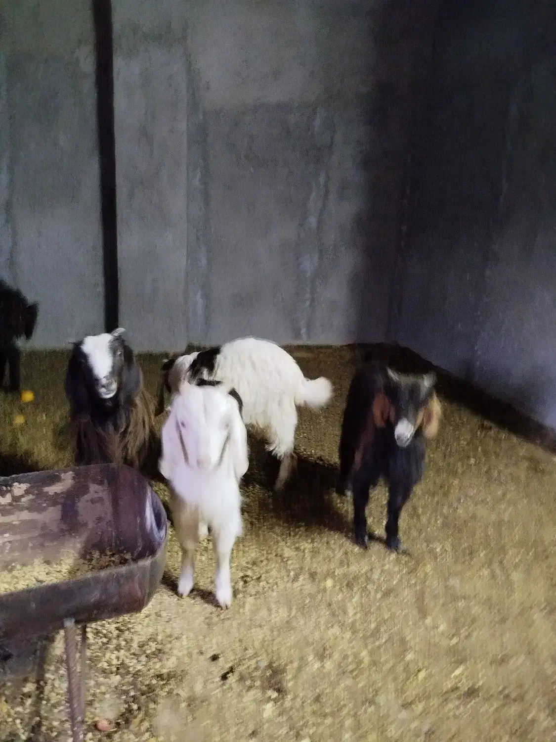 ماده بزغاله|حیوانات مزرعه|شاهرود, |دیوار