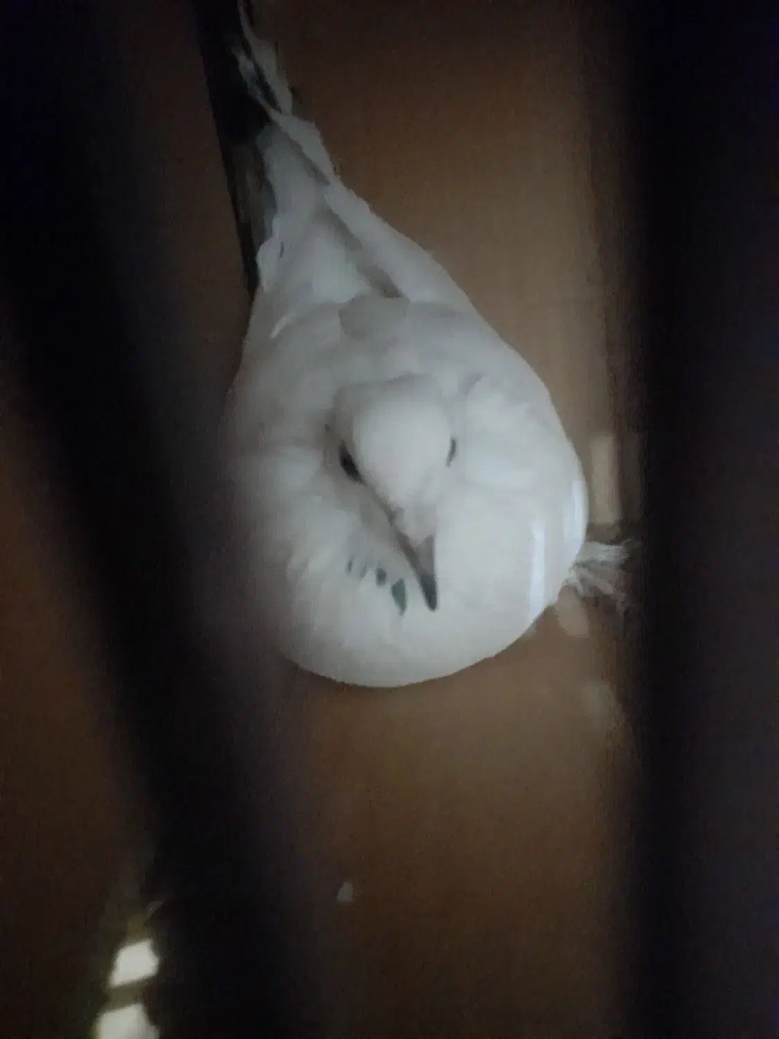 کبوتر پا پر|پرنده|دهاقان, |دیوار