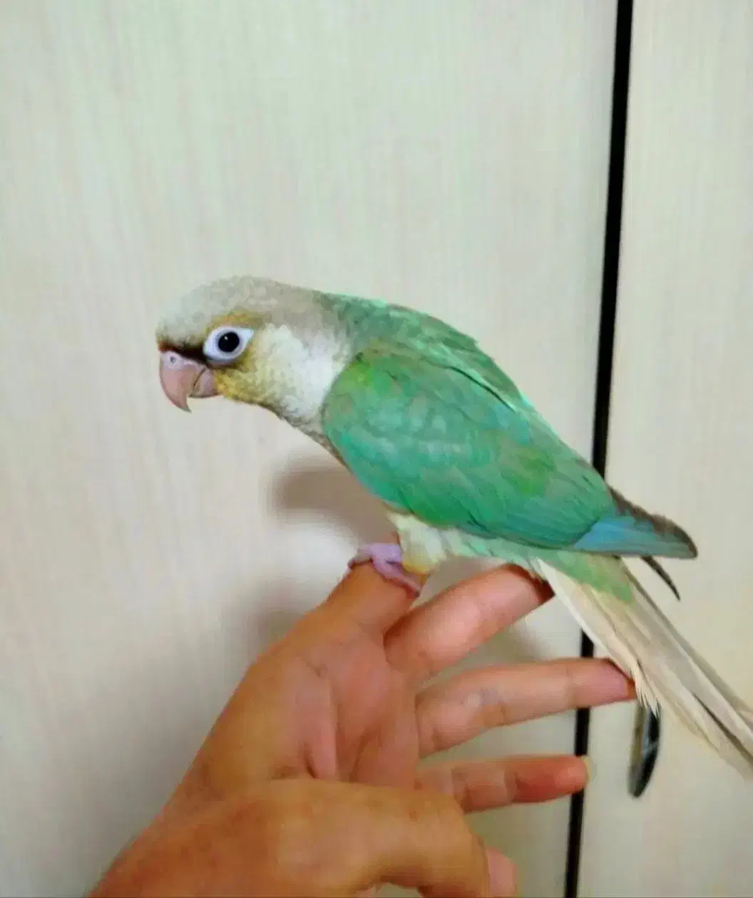 پرنده|پرنده|اصفهان, کلمان|دیوار