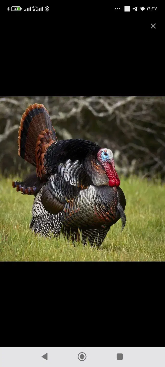 بوقلمون نرو ماده|حیوانات مزرعه|اهر, |دیوار