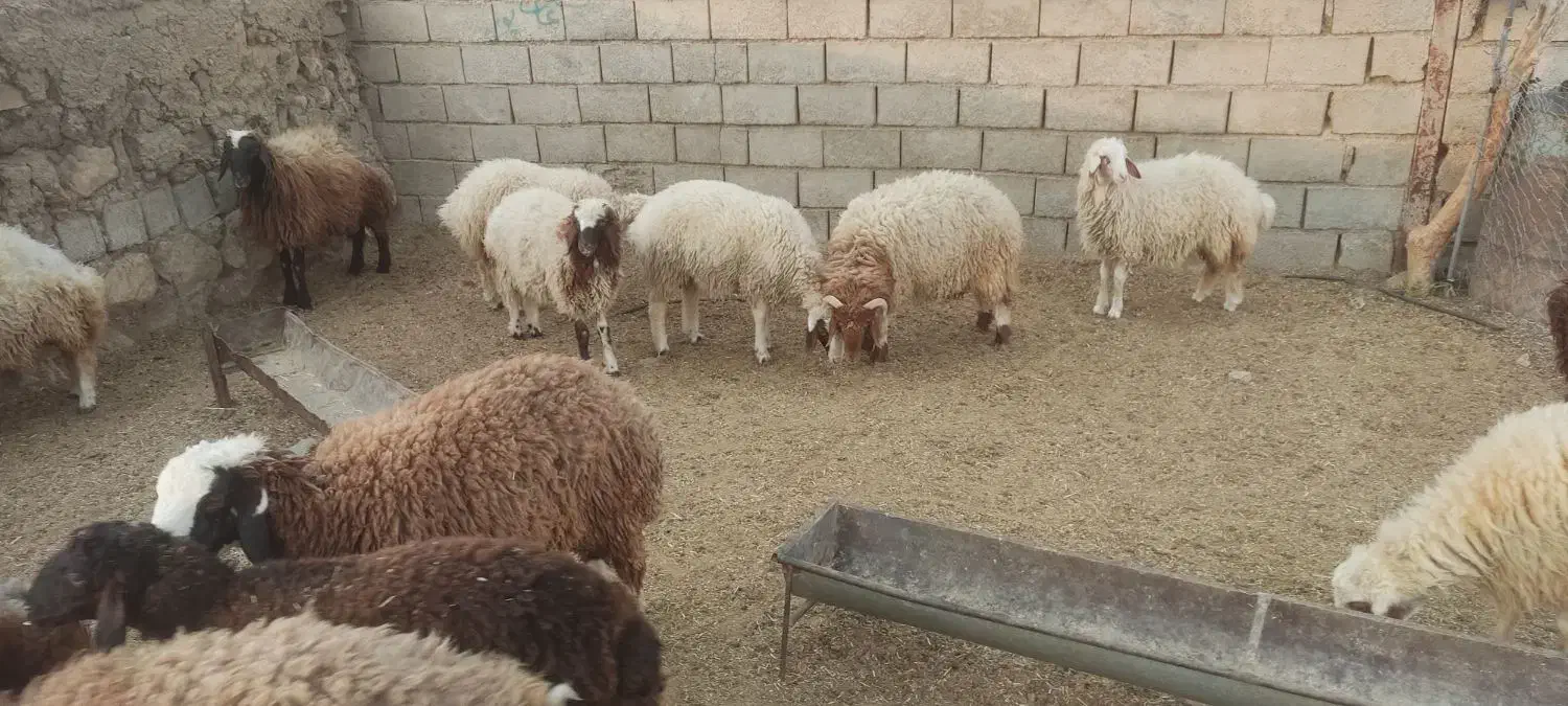 بره نر و ماده|حیوانات مزرعه|دره شهر, |دیوار