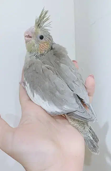 جوجه عروس سرلاکی|پرنده|فردیس, منظریه|دیوار