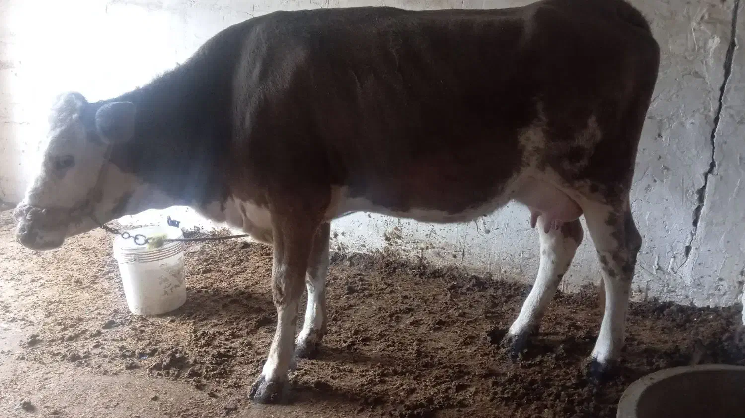 گاو شیری با گوساله|حیوانات مزرعه|گنبد کاووس, |دیوار
