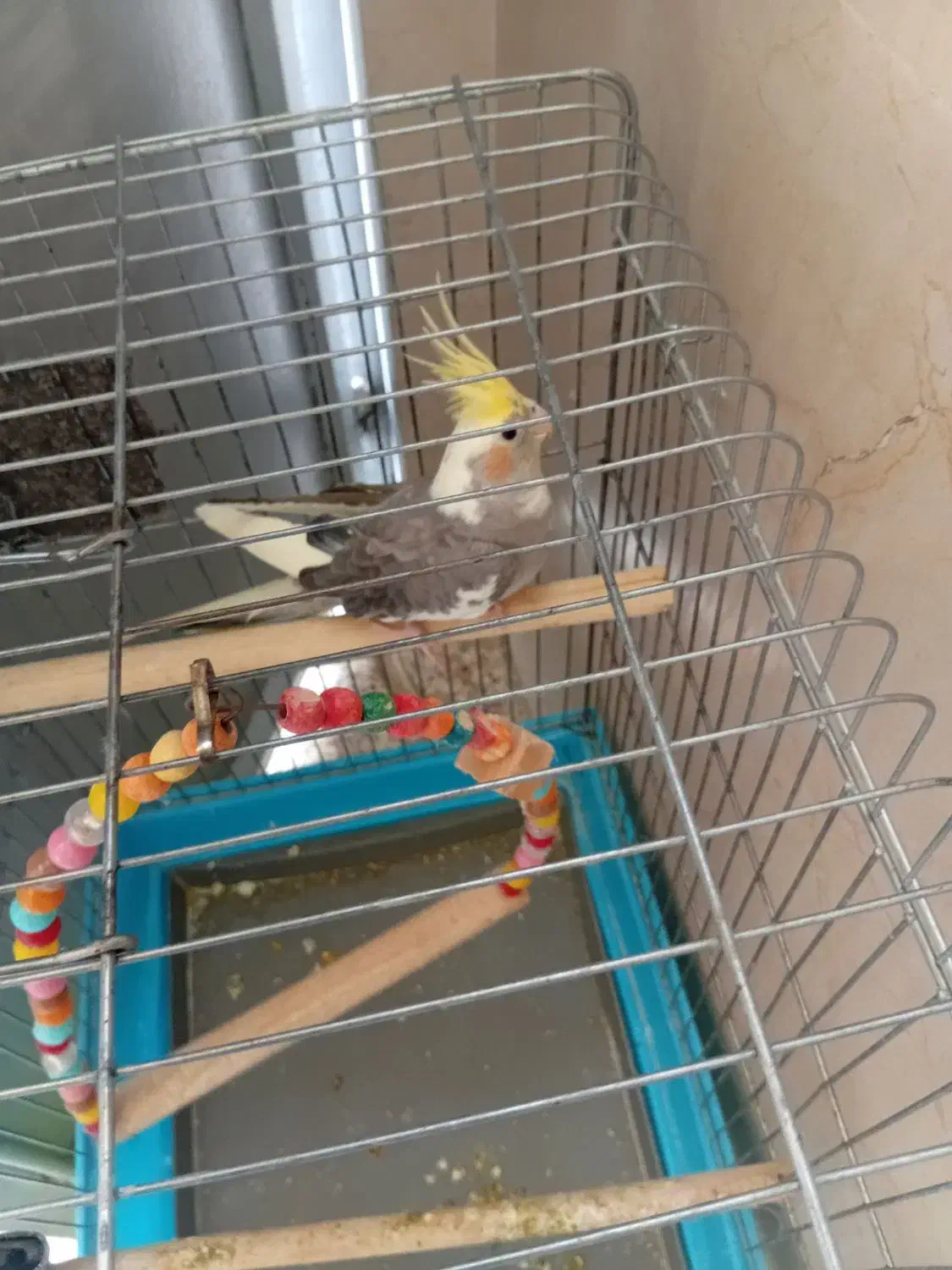 پرنده|پرنده|محمدشهر, شهرک پیام (مهرالبرز)|دیوار