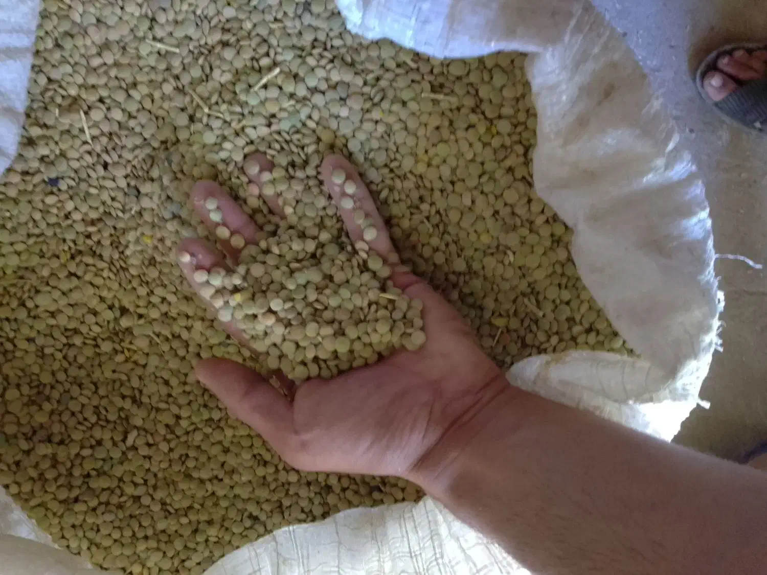 نخود ، عدس|خوردنی و آشامیدنی|بزینه رود, |دیوار