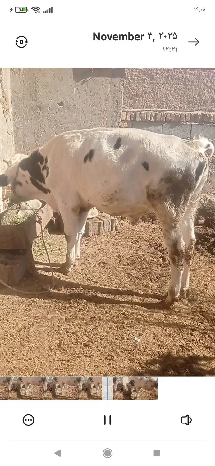 گوساله ماده قرمز سمینتال و جوانه هلشتاین|حیوانات مزرعه|هلالی, |دیوار