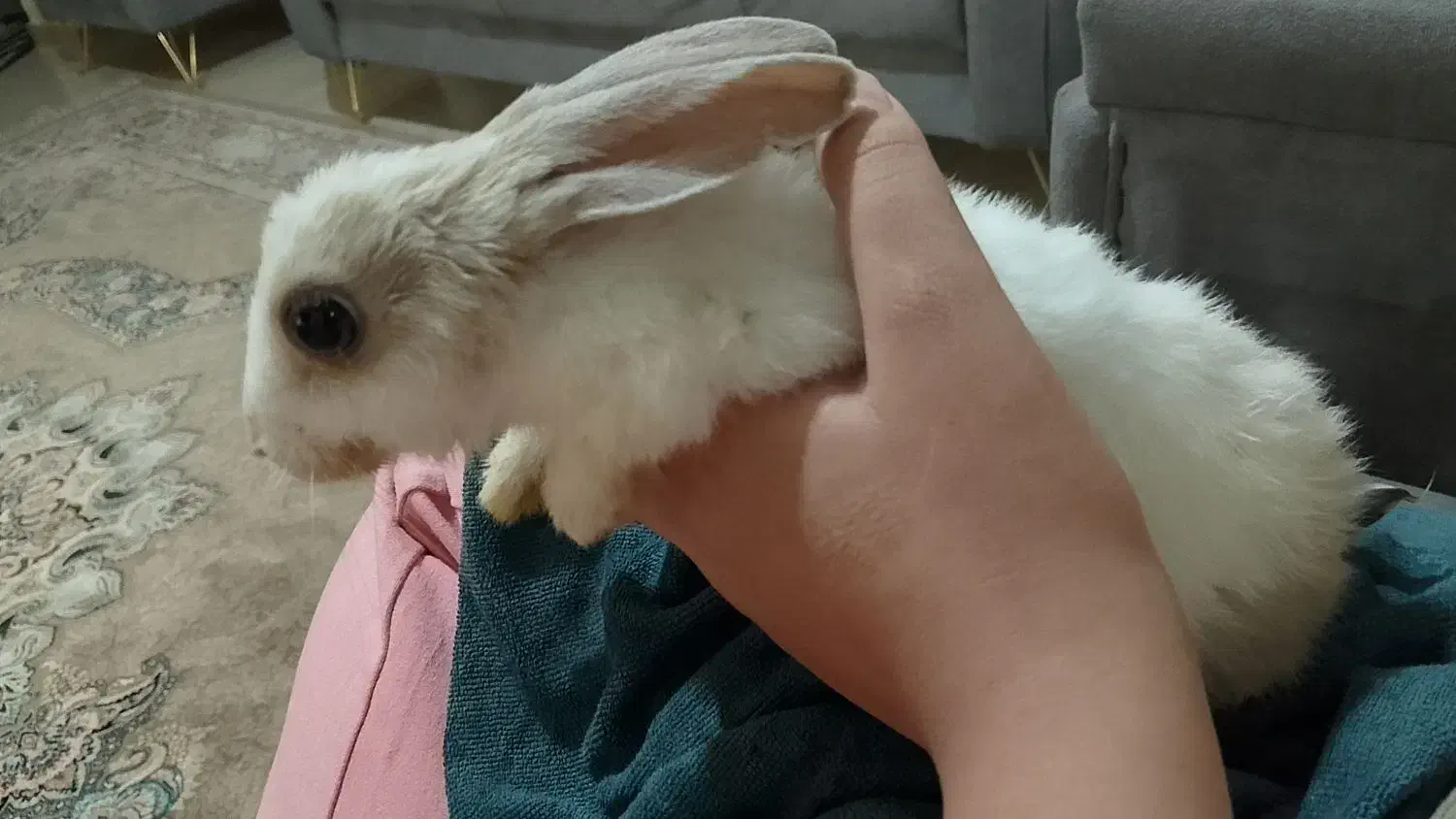 واگذاری خرگوش خانگی|موش و خرگوش|تبریز, |دیوار