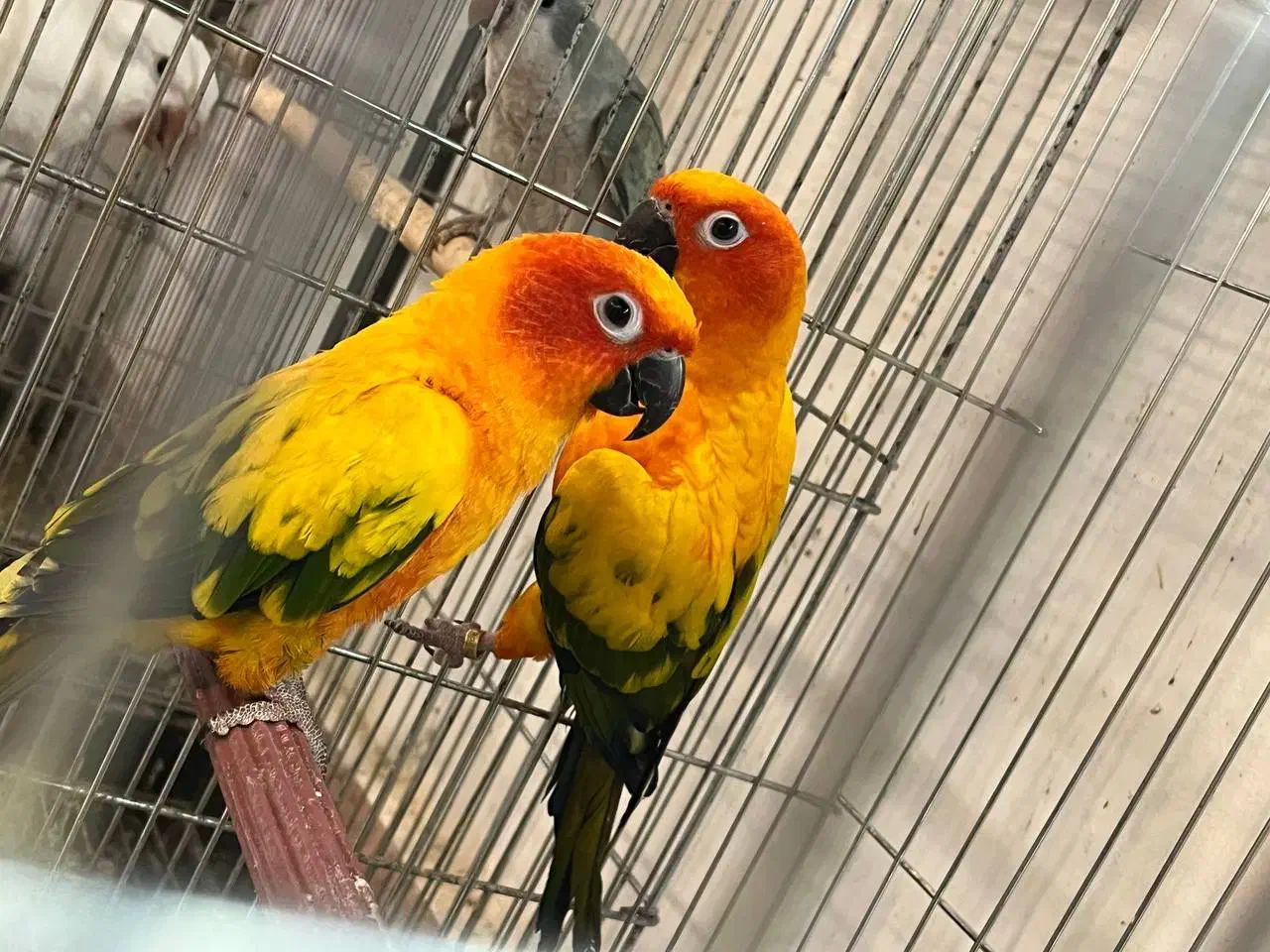 طوطی خورشیدی|پرنده|آمل, |دیوار