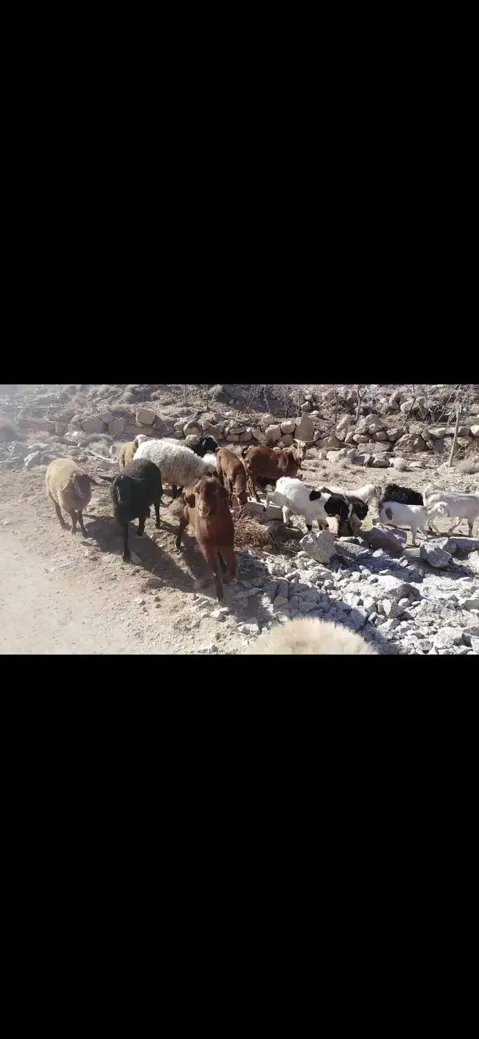 بره و کره چاق|حیوانات مزرعه|مهریز, |دیوار