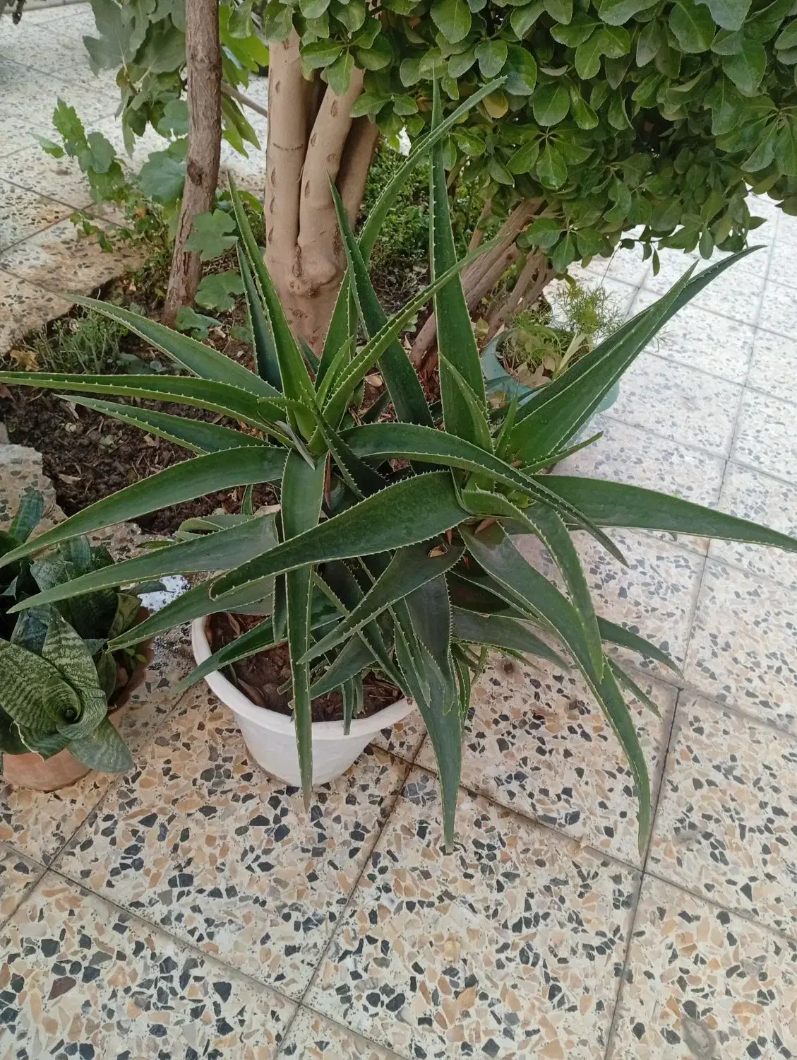 گل طبیعی|گل و گیاه طبیعی|اصفهان, اندوان|دیوار