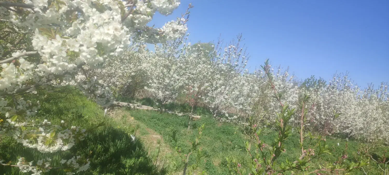 زمین ویلایی|فروش زمین و ملک کلنگی|صوفیان, |دیوار