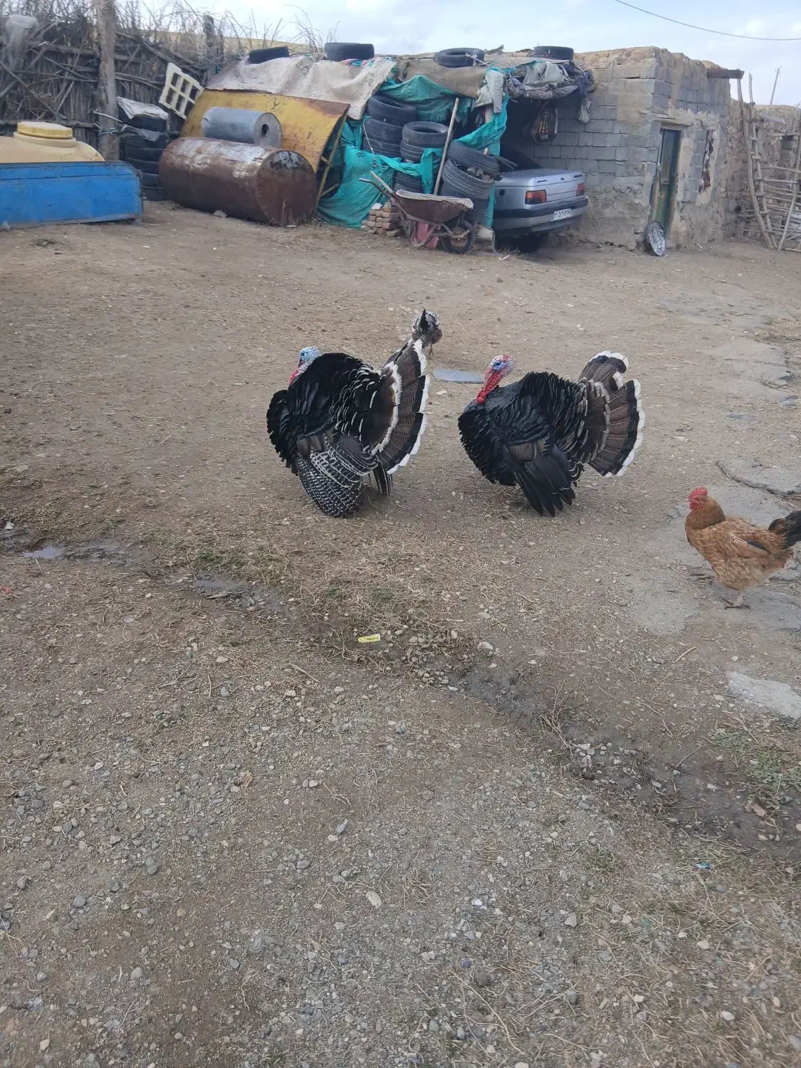 بوقلمون دو عدد چاقو وچله|حیوانات مزرعه|کوهسار (آذربایجان), |دیوار