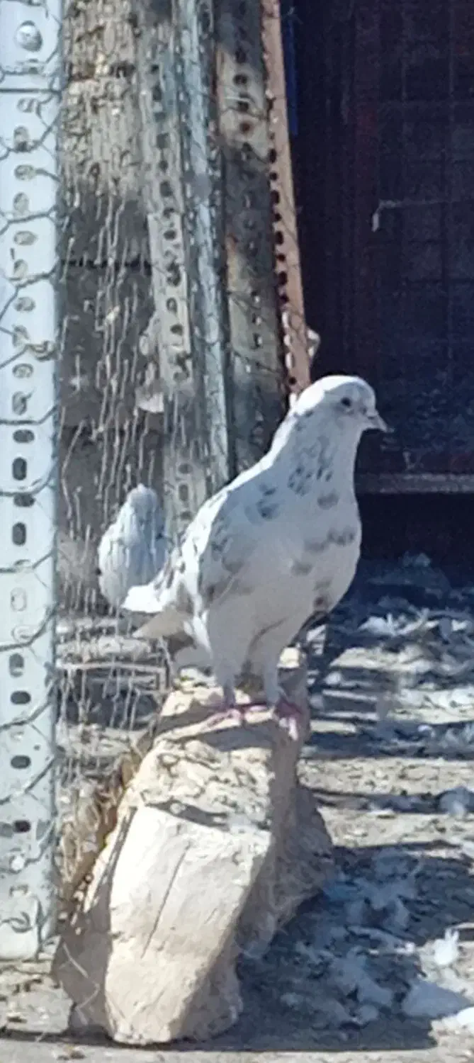 کبوتر نر تهرانی گرفته|پرنده|اسلامآباد غرب, |دیوار
