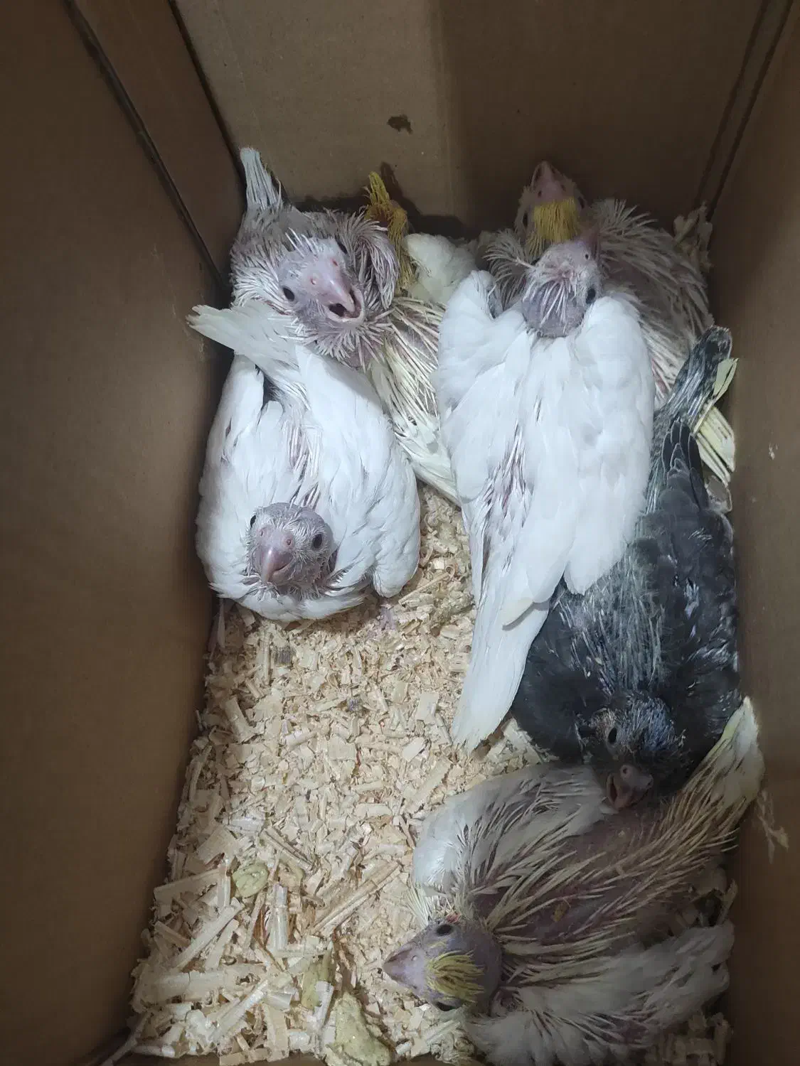 جوجه عروس هلندی|پرنده|برازجان, |دیوار