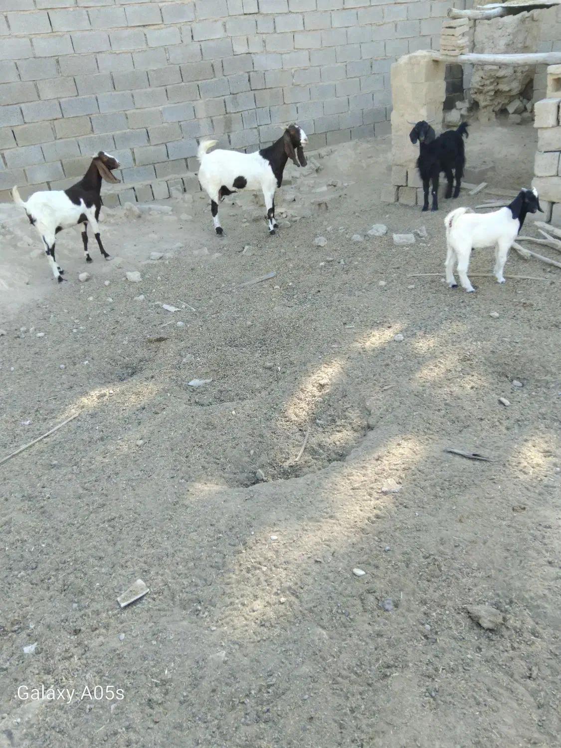 بز کعره|حیوانات مزرعه|بندر ماهشهر, |دیوار