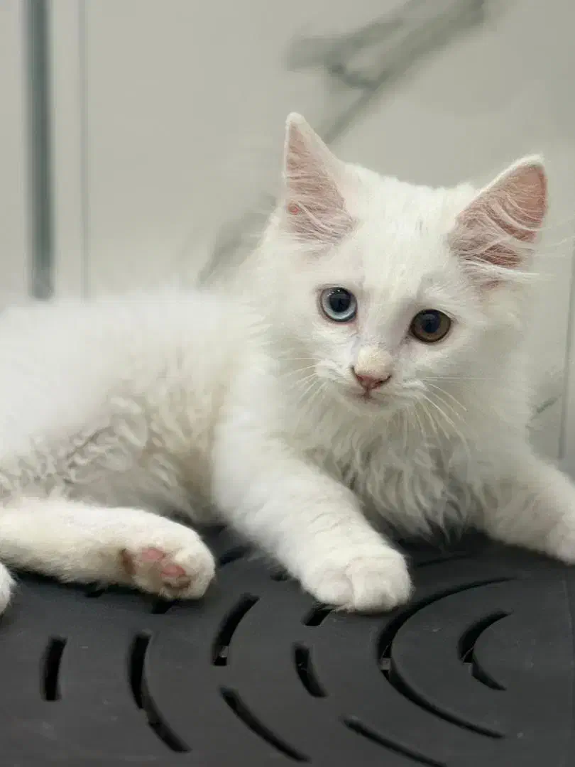 گربه|گربه|چابهار, |دیوار