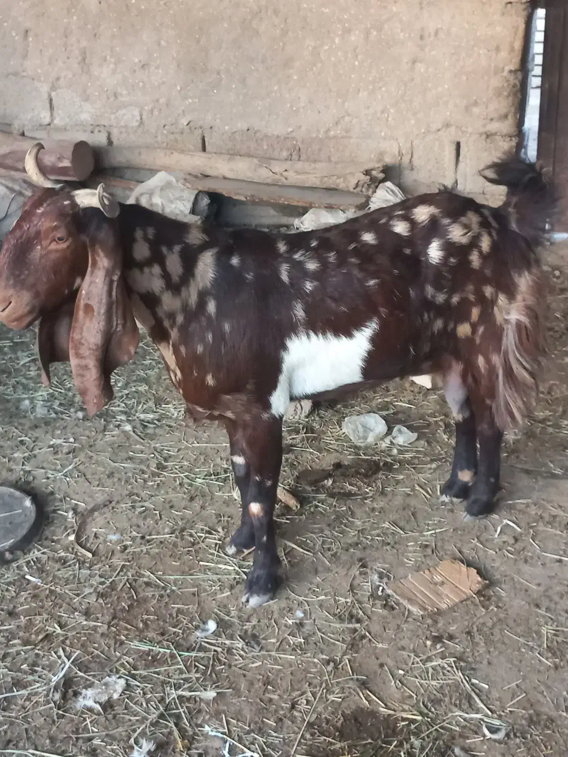 ماده باردار|حیوانات مزرعه|آبادان, |دیوار