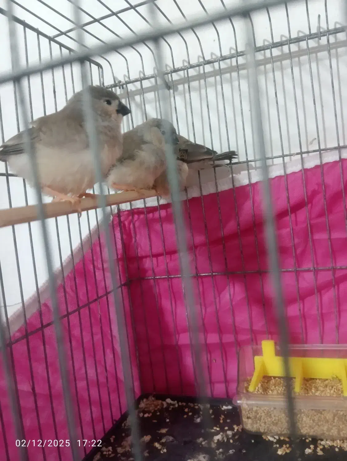 فنچ|پرنده|بندرعباس, |دیوار