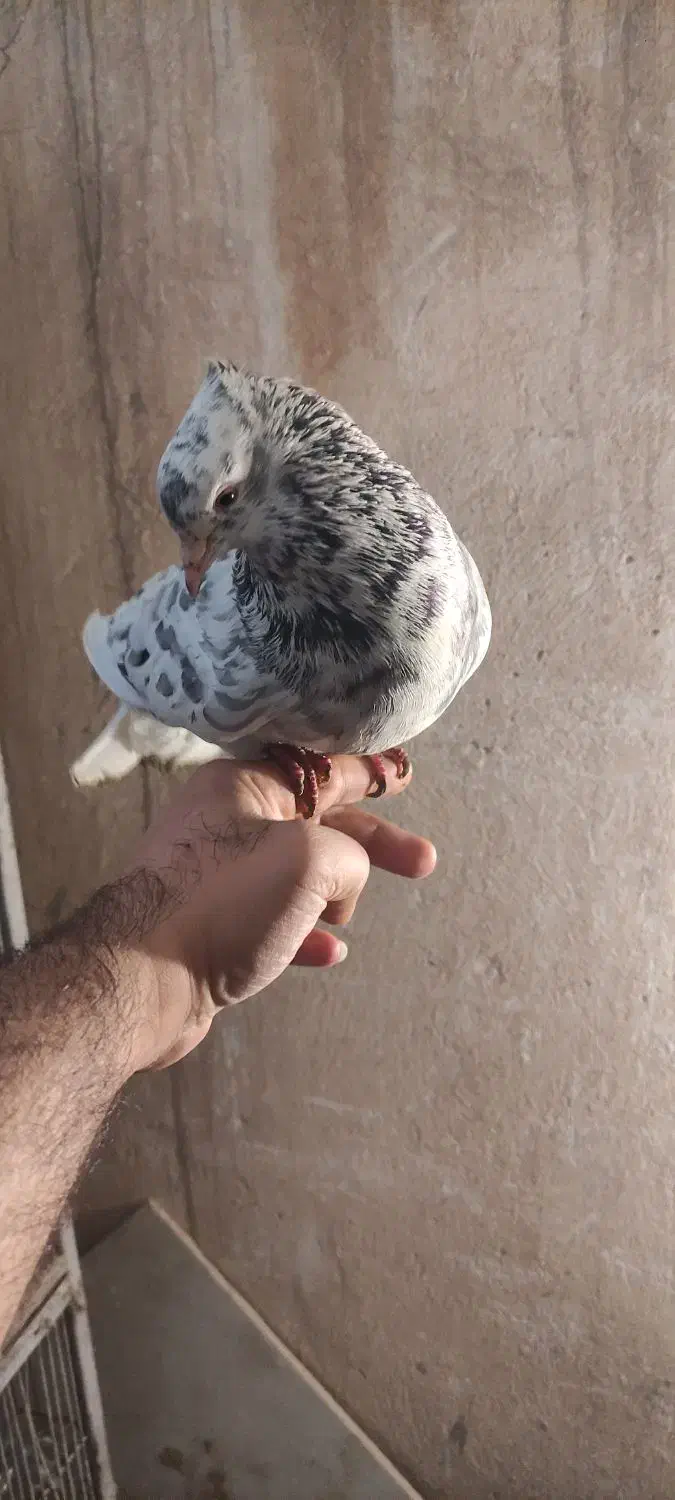 دم سفید|پرنده|مشهد, کوثر|دیوار