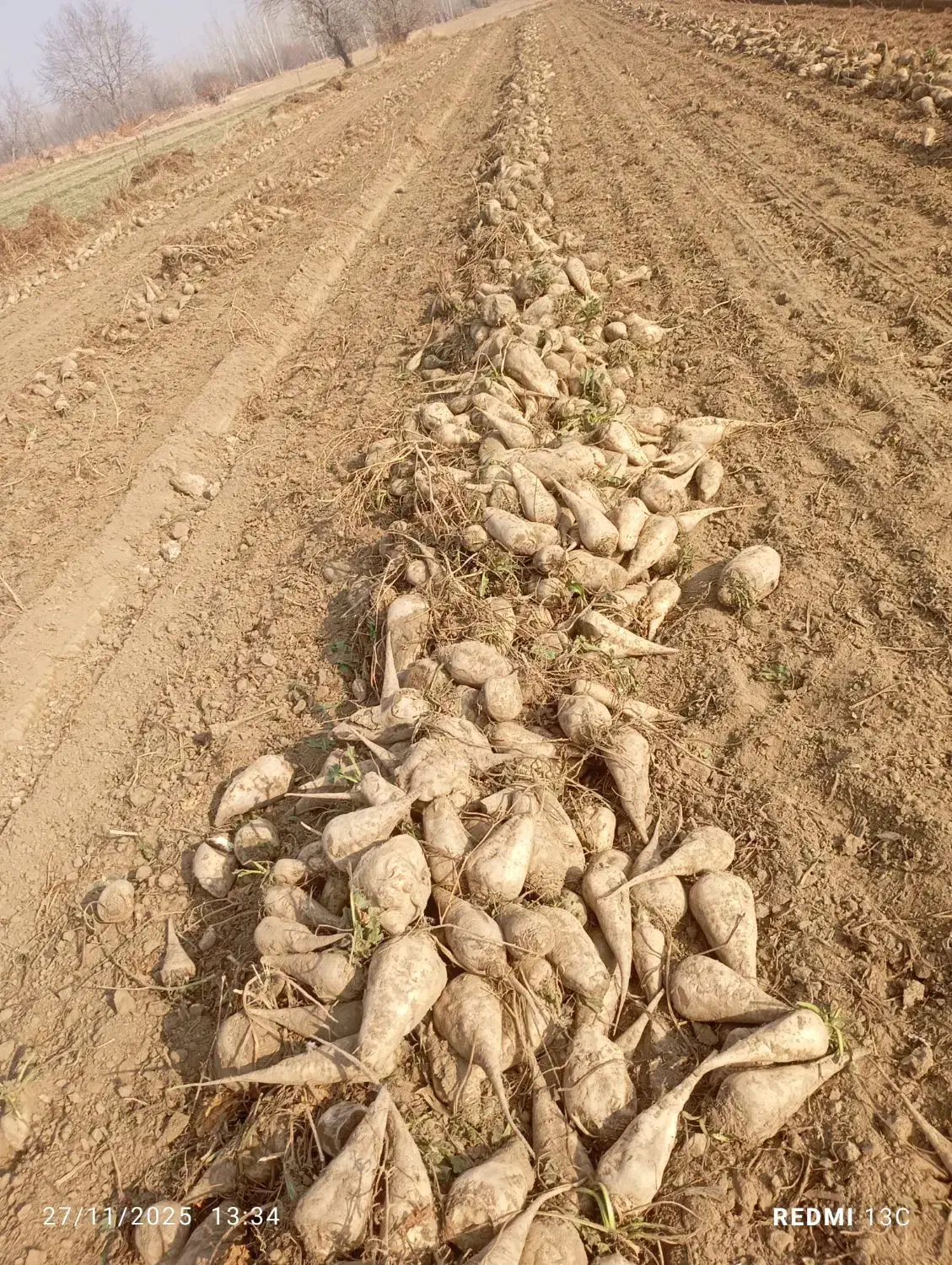 چغندر دامی|لوازم جانبی حیوانات|میاندوآب, |دیوار