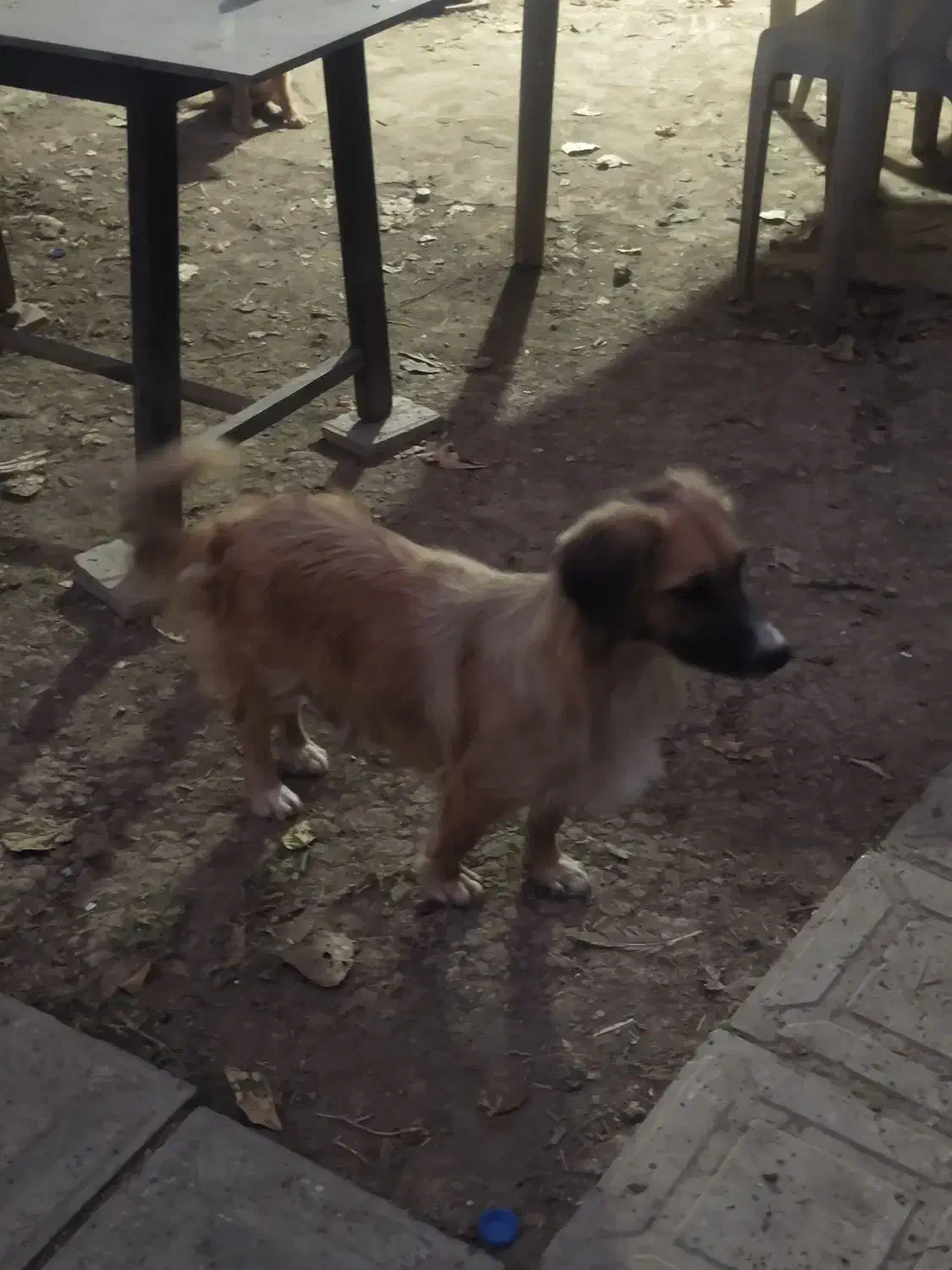 سگ اشپیتز ماده|سگ|ساری, |دیوار