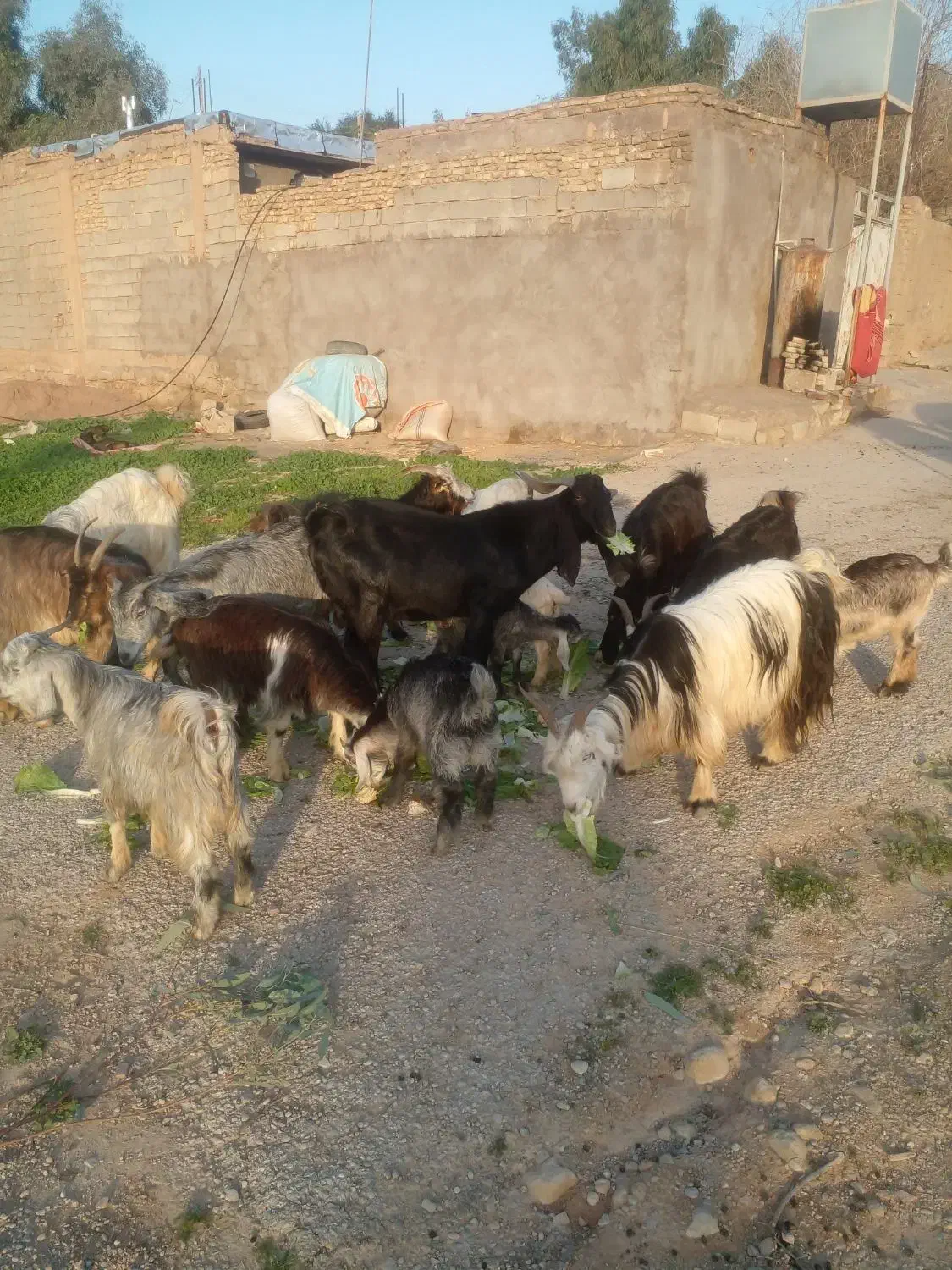 بز بیگ لری|حیوانات مزرعه|مسجد سلیمان, |دیوار