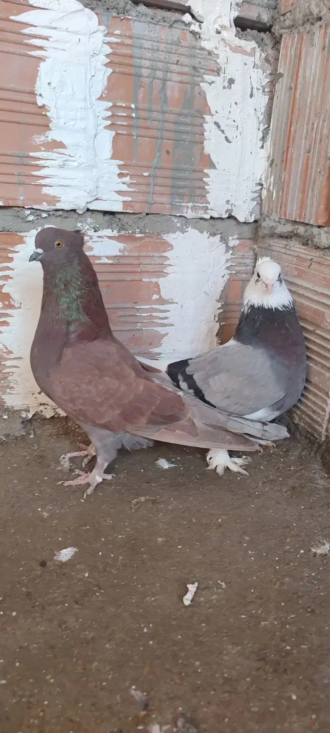 کبوتر|پرنده|خان ببین, |دیوار