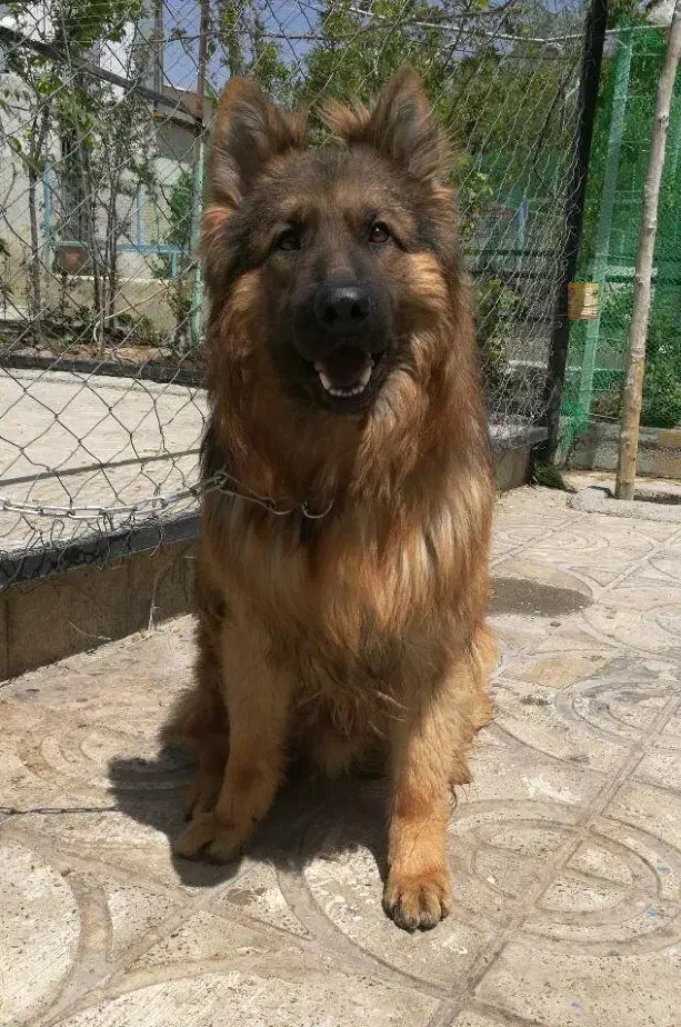 سگ ژرمن شولاین کیفیت بالا|سگ|کرج, فاز ۲ مهرشهر|دیوار