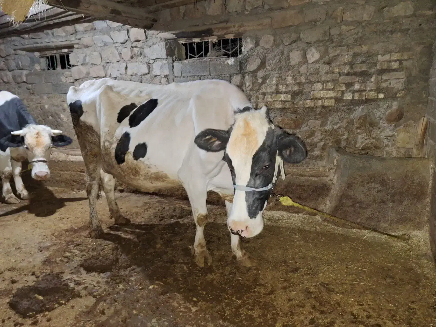 گاو شیری و گوشتی|حیوانات مزرعه|اسلامآباد غرب, |دیوار