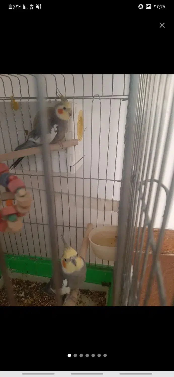 عروس هلندی|پرنده|زارچ, |دیوار