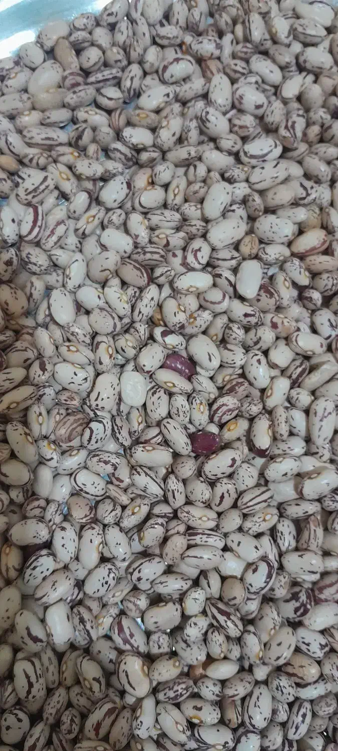 لوبیا چیتی|خوردنی و آشامیدنی|نوبران, |دیوار